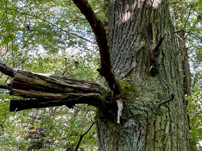Ein Baum im Wald, links steht ein zerfleddeter Ast hervor, in dem Gesamtbild kann man Verschiedenes entdecken, je nach Betrachter